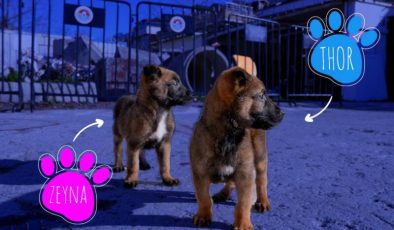 Maltepe’nin can dostları, arama-kurtarma köpeği oluyor