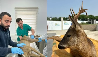 Beykoz’da Yaralı Karaca Hayata Döndürüldü